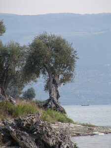 Cagnano Varano