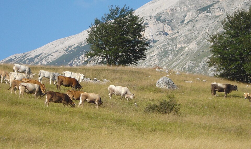 Cattle grazing on highland pastures in the territory of Campo di Giove