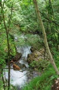 Selva di Progno