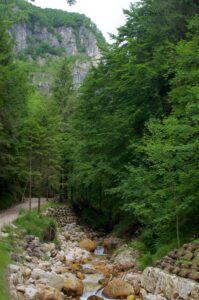 Selva di Progno