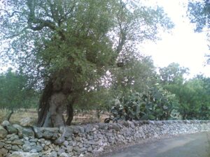 — Roccaforzata