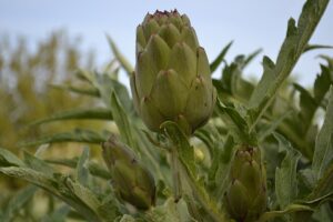 Carciofo Verde di Putignano, inserito nei PAT pugliesi. — Putignano
