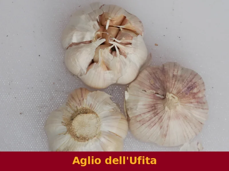 Aglio dell’Ufita