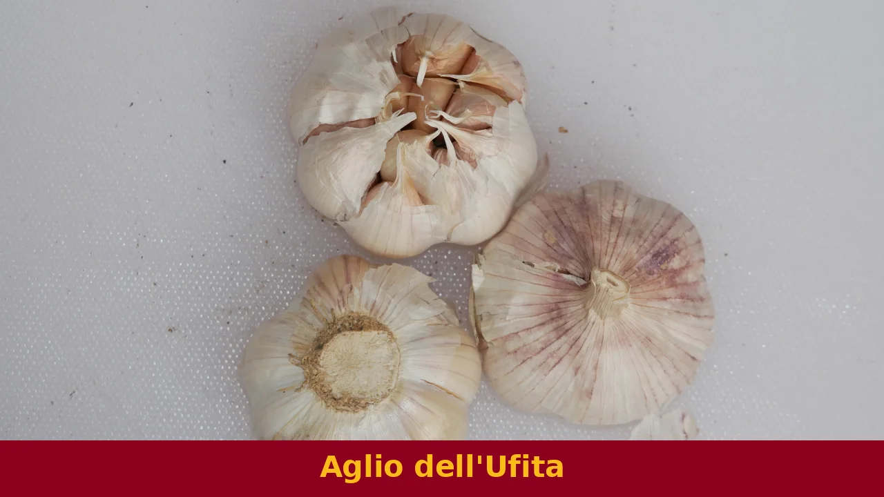 Aglio dell’Ufita