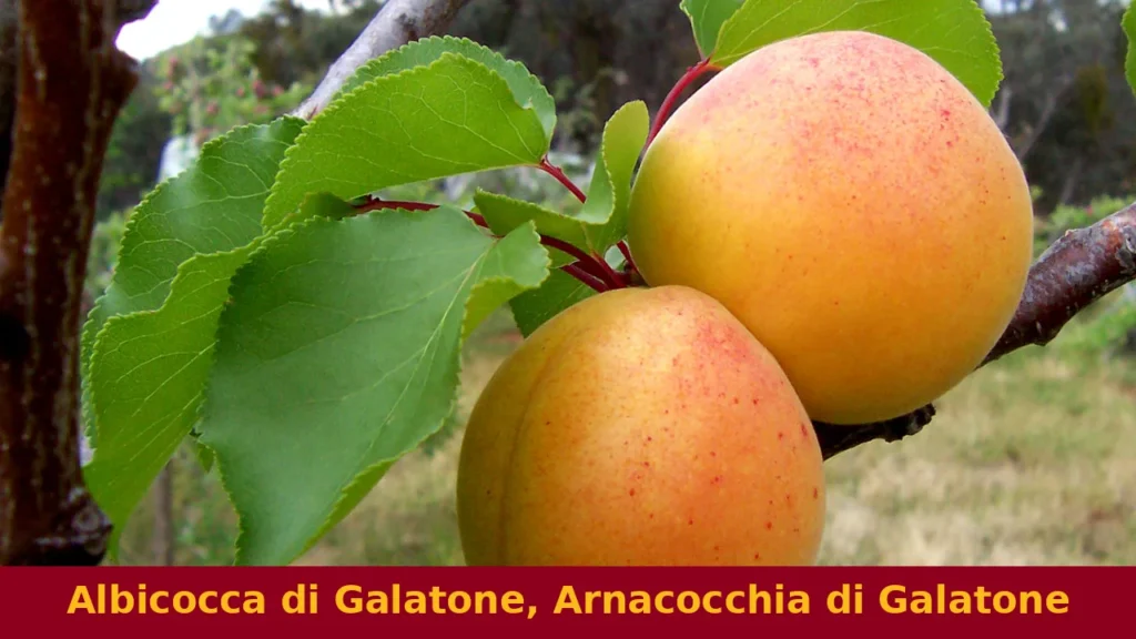 Albicocca di Galatone, Arnacocchia di Galatone