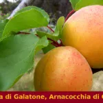 Albicocca di Galatone, Arnacocchia di Galatone