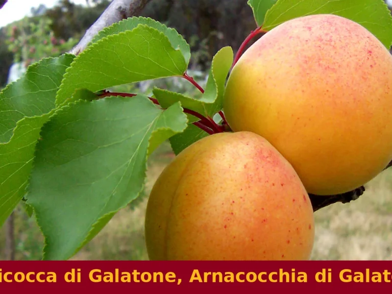 Albicocca di Galatone, Arnacocchia di Galatone