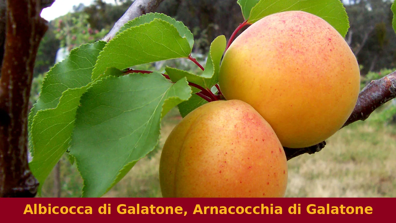 Italian typical products