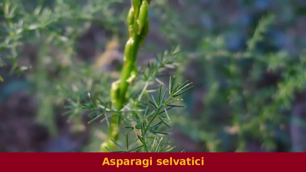 Asparagi selvatici
