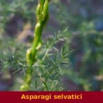 Asparagi selvatici
