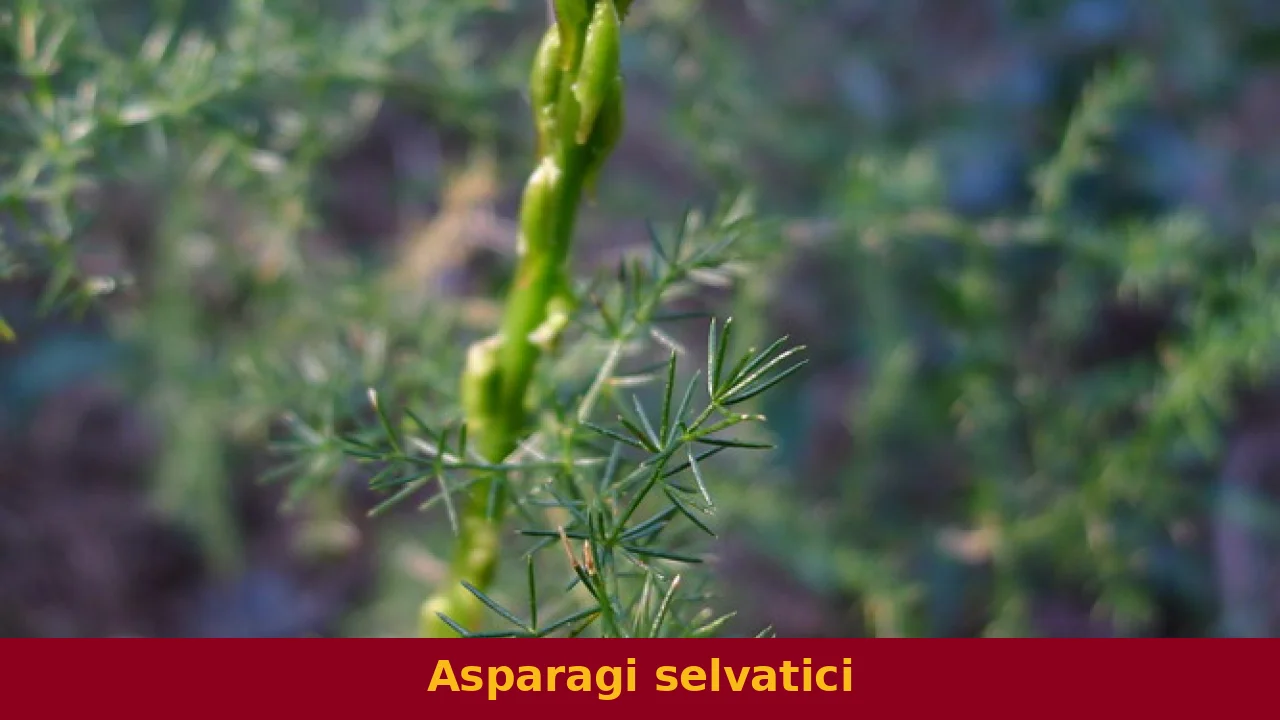 Asparagi selvatici