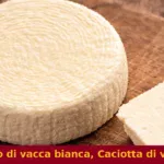 Cacio di vacca bianca, Caciotta di vacca