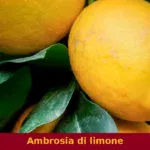 Ambrosia di limone