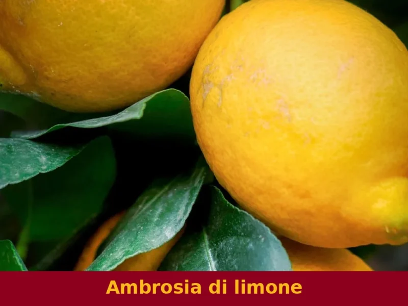 Ambrosia di limone
