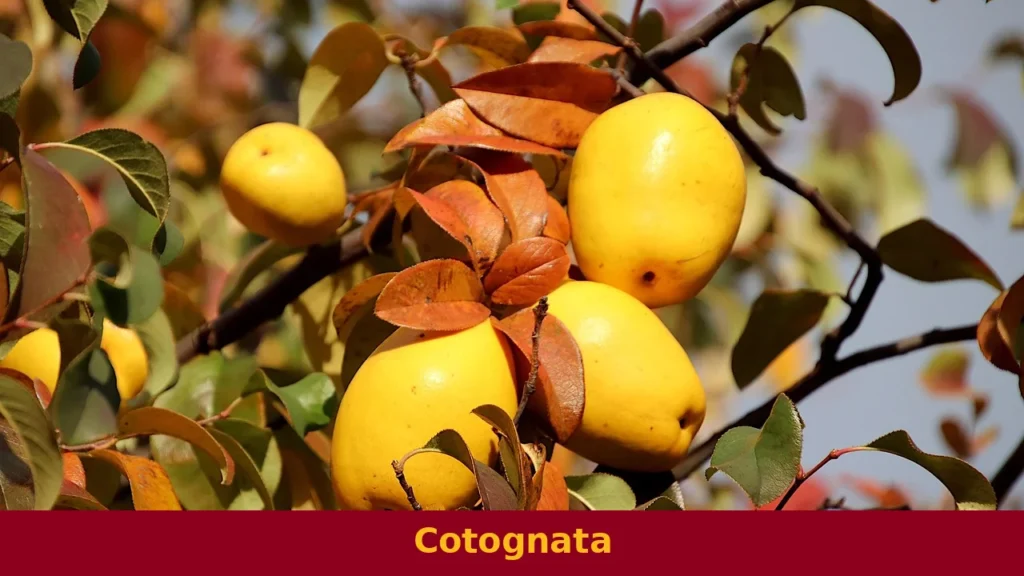 Cotognata