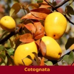 Cotognata