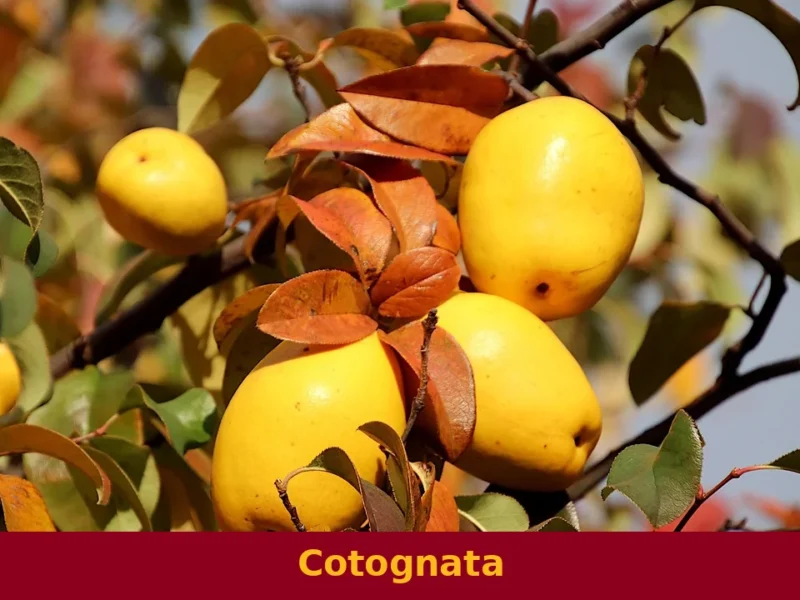 Cotognata