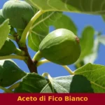 Aceto di Fico Bianco