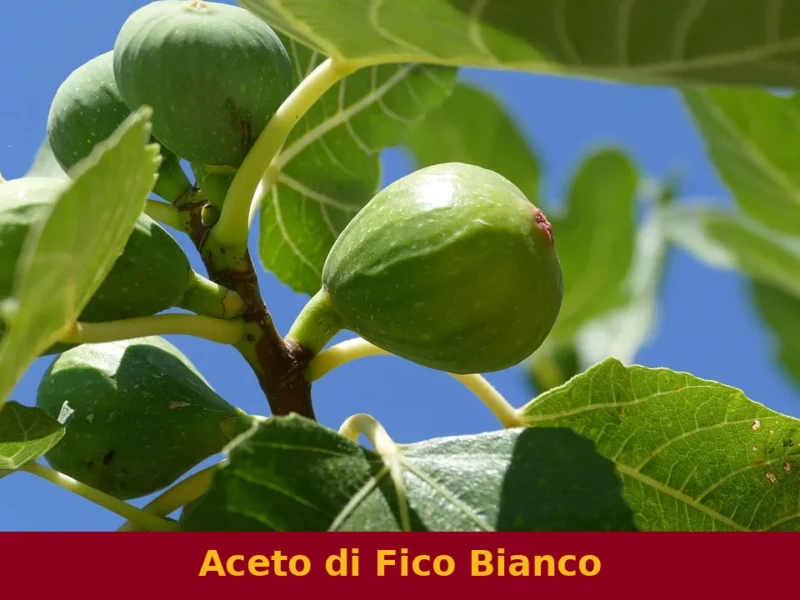 Aceto di Fico Bianco