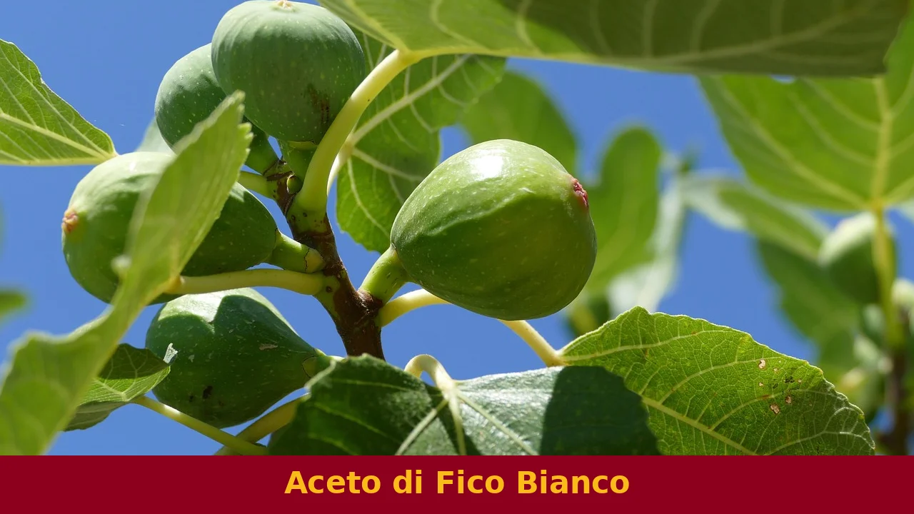 Aceto di Fico Bianco