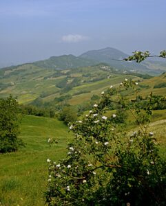 Pecorara