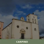 Carpino