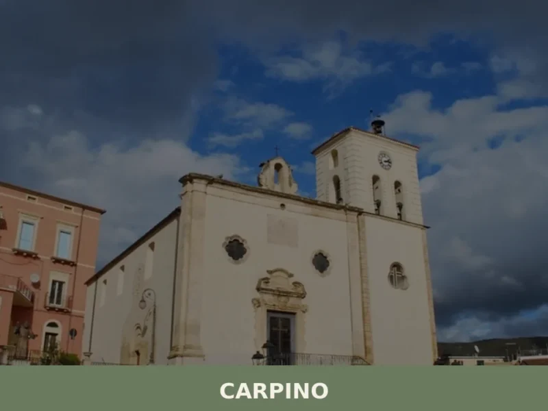 Carpino