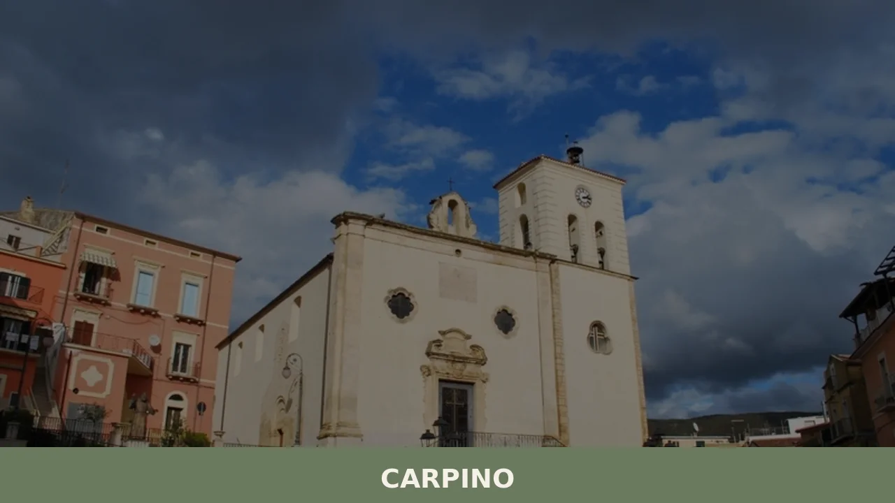 Carpino