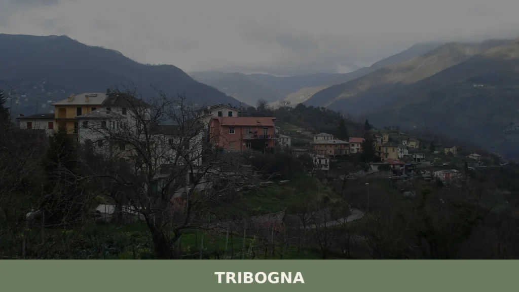 Tribogna