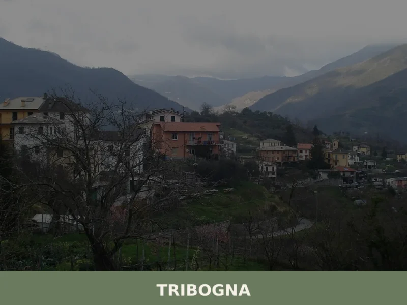 Tribogna
